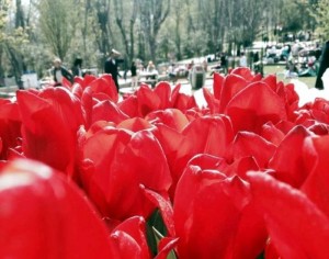 000_emirgan_korusu_istanbulda_lale_zamani