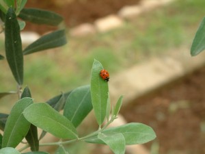 Uğur böceği