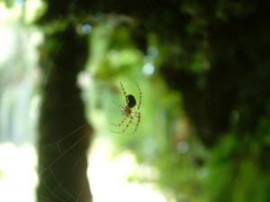 makro çekim