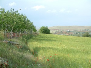 kilis bağlar