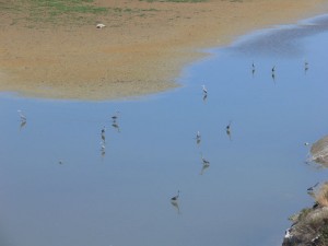 kuş türleri