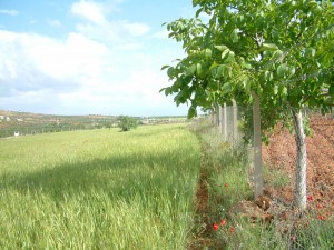 kilis bağlar
