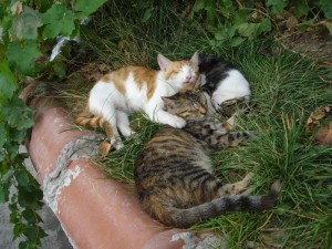 kedi