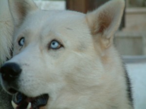 husky