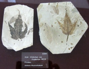 Bitki Fosili