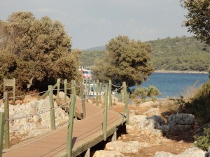 adada zeytin ağaçları