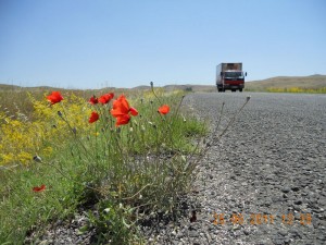 yol kenarında çiçekler