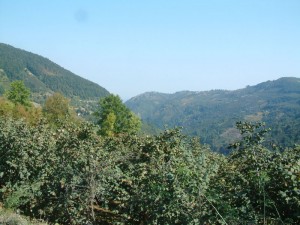 kaynaşlı - düzce