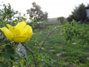 gül