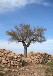 sanliurfa_harran_ovasi