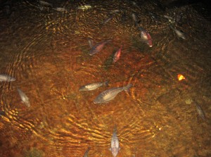 aynalı sazan