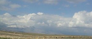 koyun sürüsü