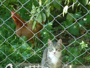 kedi ve tavuk