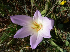 Ilgaz Dağı Milli Par