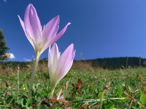 Ilgaz Dağı Milli Parkında Çiçekler