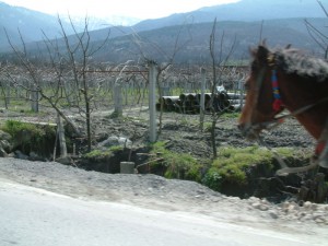 Yanık