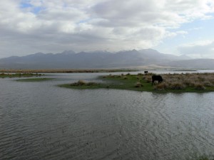 Sultan Sazlığı Kuş Cenneti Develi Kayseri