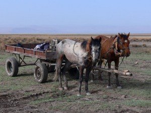 Sultan Sazlığı Kuş Cenneti Develi Kayseri