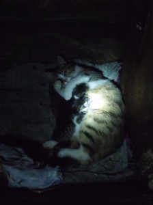 yavru kedi